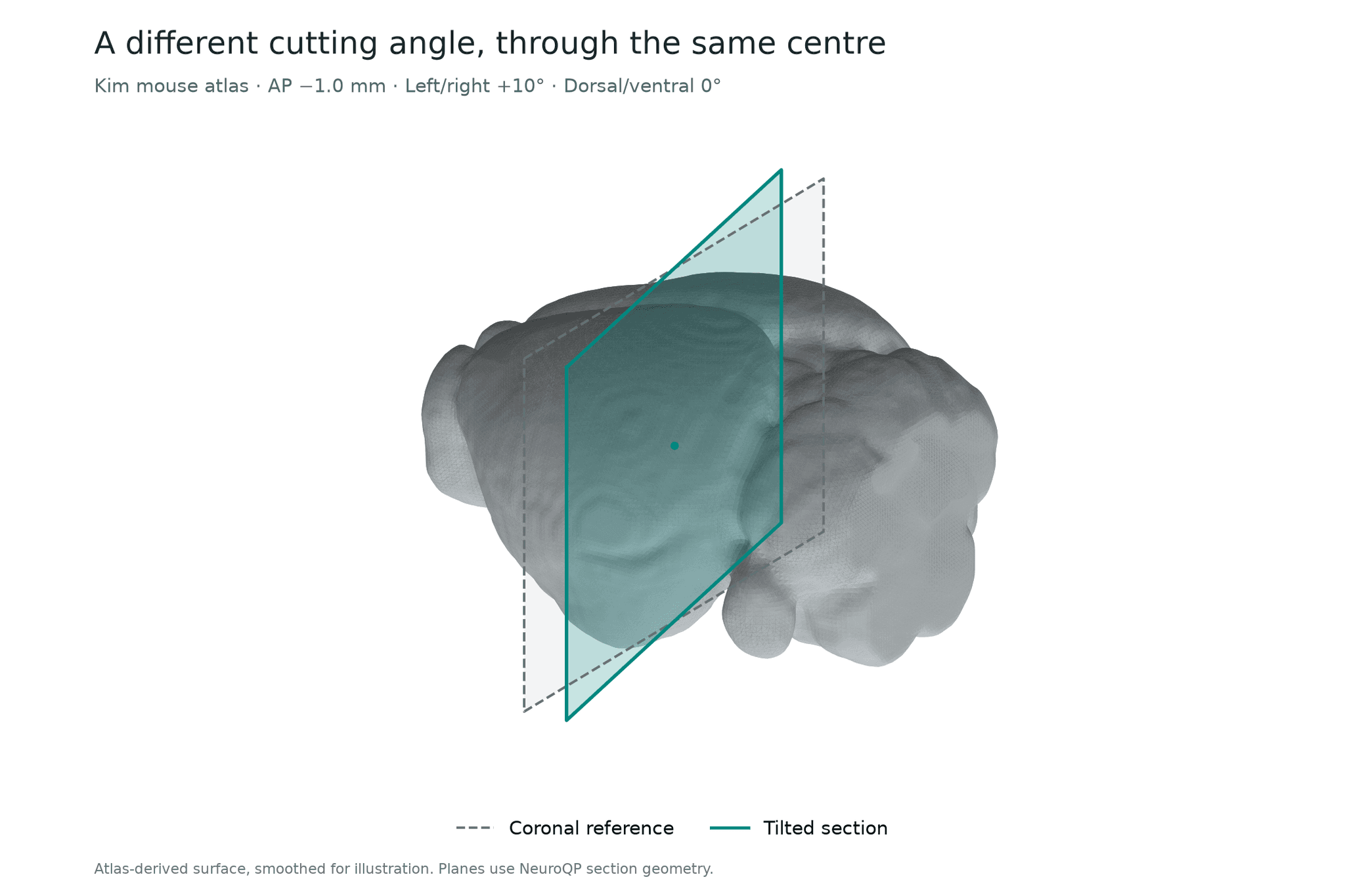 Grey Kim mouse brain surface with a dashed coronal plane and a teal plane tilted 10 degrees left/right through the same centre